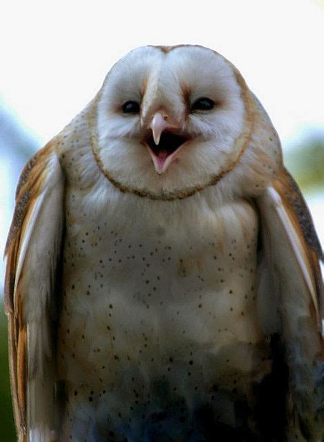 The Laughing Owl Funny Owls Owl Barn Owl