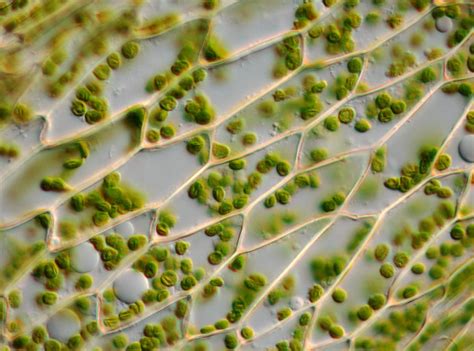 Plant cells are eukaryotic cells that differ in several key respects from the cells of other eukaryotic organisms. An Overview of the Euglena Classification That'll Interest ...