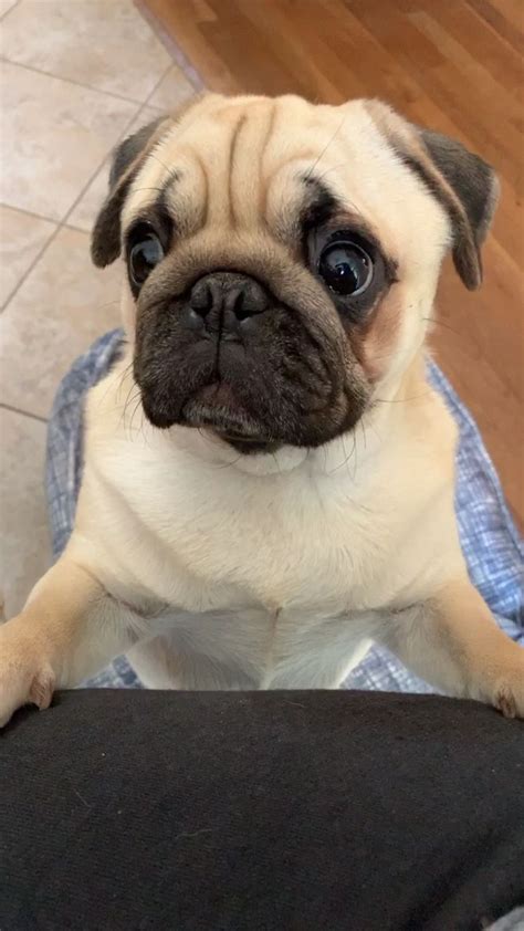 You Cannot I Repeat Cannot Sit Down To Eat Without Your Pug 😍 Video
