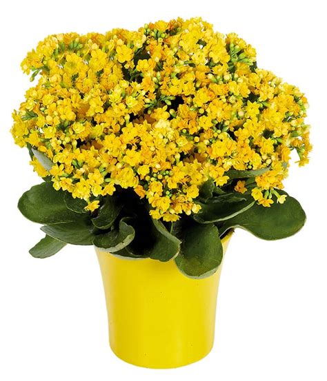 Yellow Kalanchoe Plant At From You Flowers