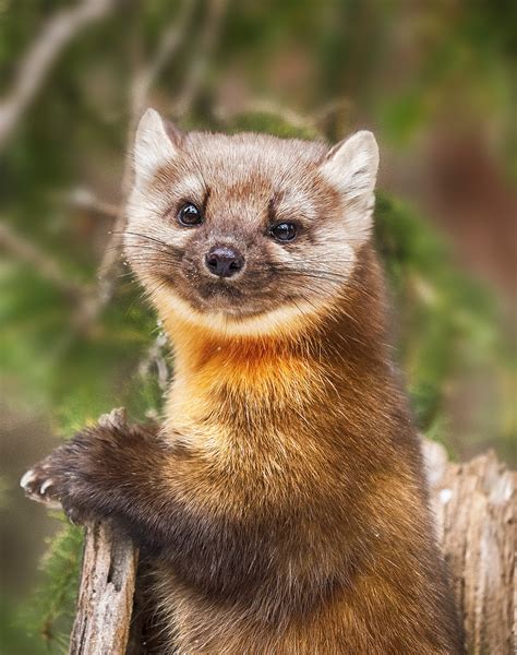 Pine Marten Shutterbug