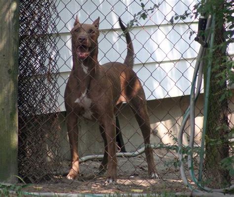 Maybe you would like to learn more about one of these? dobermann x pitbull mix. What a gorgeous dog! | Pitbull ...