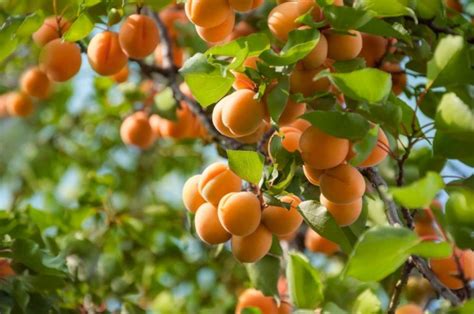 Apricot Tree Care How To Grow And Harvest Apricots