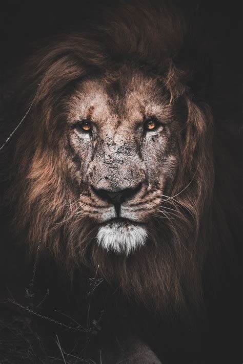 Lion 4k Wallpapers Wallpaper Cave