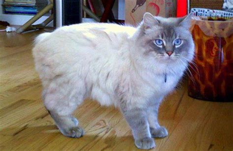 Five Fun Facts About The Manx Cat Manx Cat Manx Kittens Fluffy Cat