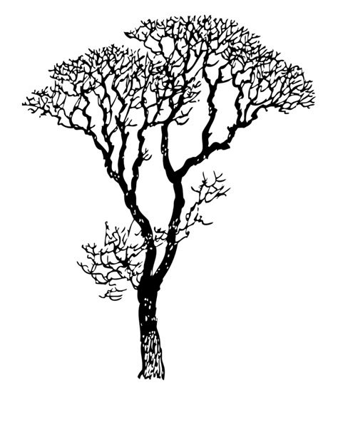 Free Apple Tree Clipart Black And White Download Free Apple Tree Clipart Black And White Png