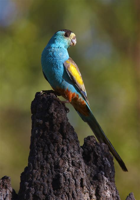 Buy Golden Shouldered Parrot Mrw 004325 Image Online Print And Canvas
