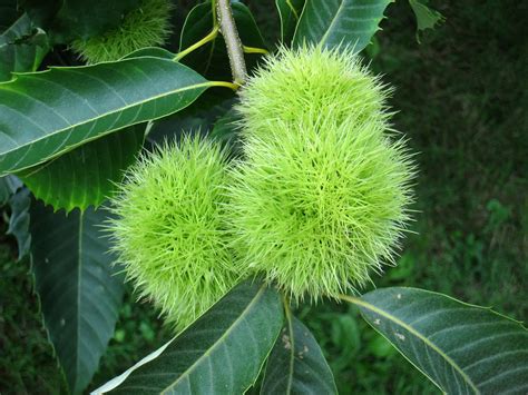 The Story Of The American Chestnut Eat The Planet
