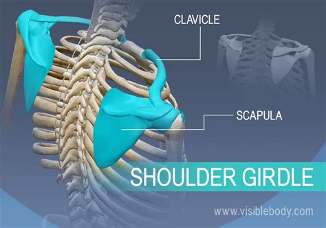 Shoulder Girdle Bone Anatomy