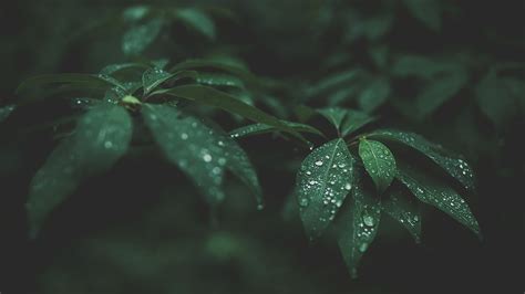1920x1080 Leaves Water Drops Blurred Photography Nature Green Wallpaper