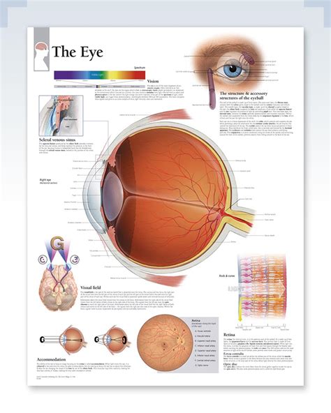 The Eye Exam Room Anatomy Poster Clinicalposters