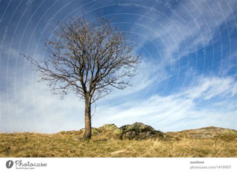 Beautiful Lonely Tree On The Hill A Royalty Free Stock Photo From
