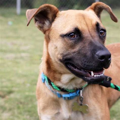 We will now be appointment only to view and adopt canines and felines until further notice. Dog Adoption San Diego - Adopt A Dog | Cat Adoption San ...