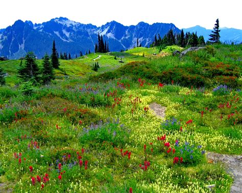 Green Mountain Meadow With Flowers In Multiple Colors Mountains With