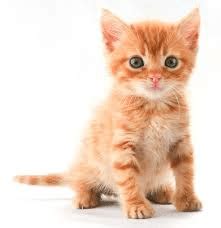 Kellyville pets has limited numbers of these amazing creatures available including black salamanders (with bright yellow spots) and albino salamanders. Kittens Sale Sydney
