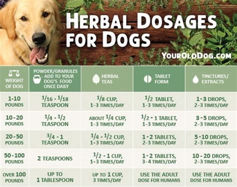 A Guide To Safely Using Herbs For Dogs Includes Dosage Healthy Dog