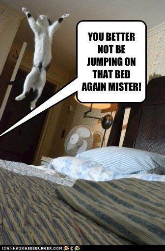Jumping On The Bed Funny Cats Funny Cat Memes Silly Cats