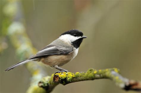A Nest Divided Maines Great Chickadee Debate Maine Public
