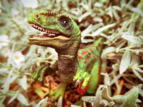 Free Images Wildlife Predator Fauna Lizard Close Up Vertebrate