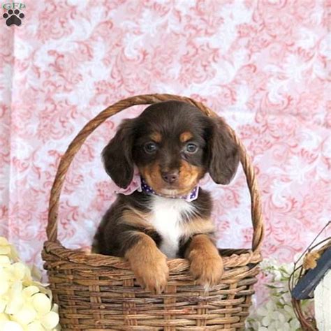 How much does a chiweenie cost? Jessalyn - Chiweenie Puppy For Sale in Pennsylvania