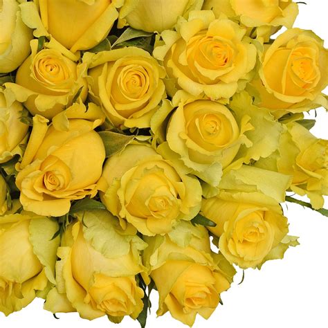 Fresh Cut Yellow Roses 20 Pack Of 50 By Inbloom Group
