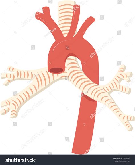 Aorta Trachea Anatomy Vector Illustration Vector De Stock Libre De