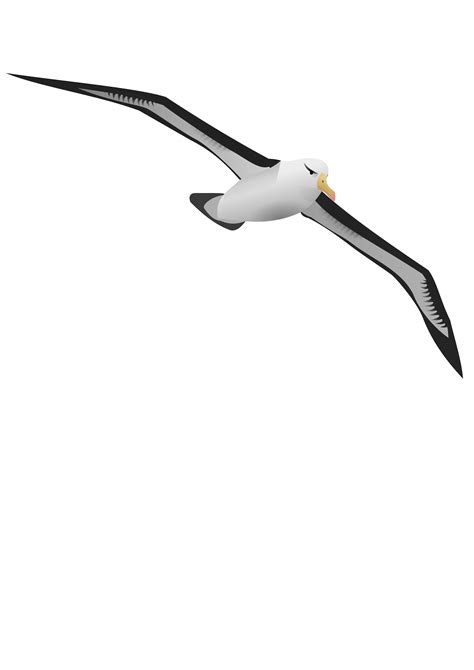 Collection Of Albatross Png Pluspng