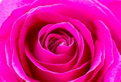 Beautiful Rose Closeup Stock Image Image Of Bright Holiday 43259307