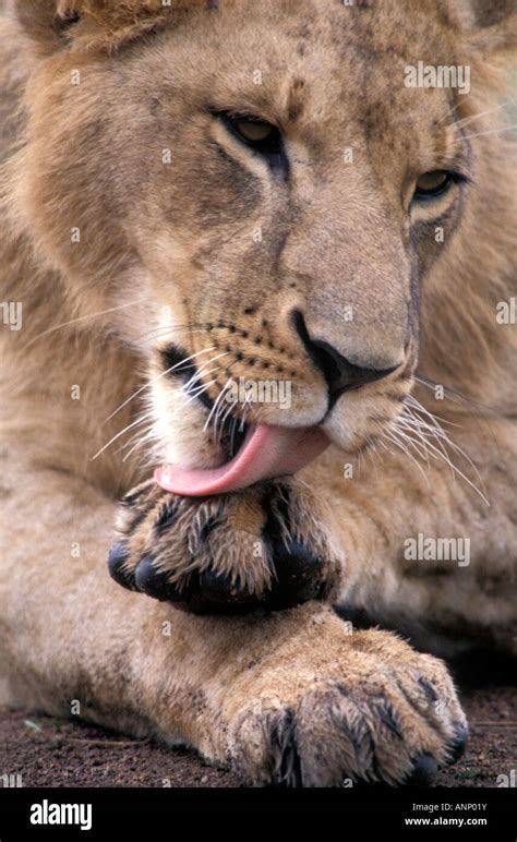Lioness Licking Paw High Resolution Stock Photography And Images Alamy
