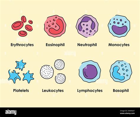 Blood Cells Color Icons Set White Blood Cells Erythrocytes Platelets