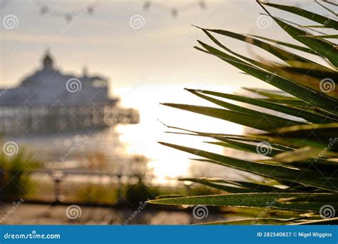 Palm Tree Leaves Backlit By Warm Early Morning Sunshine Stock Image