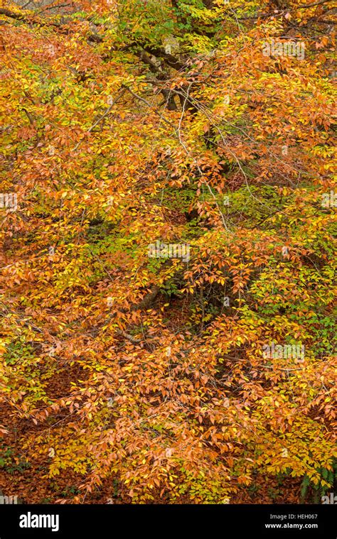 Usa Oregon Portland Hoyt Arboretum Autumn Color Of American Beech