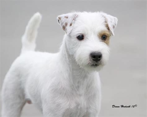 Check spelling or type a new query. long haired jack russell | Pet stuff | Pinterest