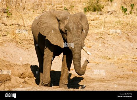 Elephant Loxodonta Africana Mana Pools National Park Zimbabwe Stock