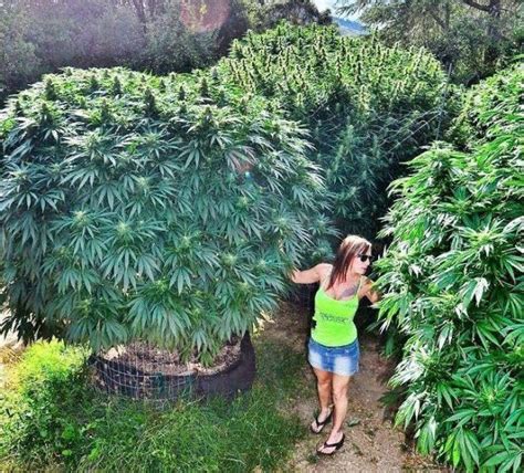 Growing Cannabis A Gateway To Gardening Cannabis Digest