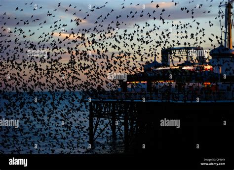 Brighton Pier Starlings Hi Res Stock Photography And Images Alamy