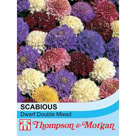 Scabious Dwarf Double Mixed Seeds Thompson And Morgan