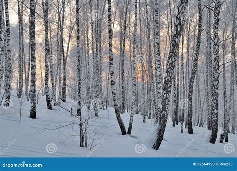 Winter Sunset In Birch Forest Stock Photo Image Of Hoar Clear 32564990