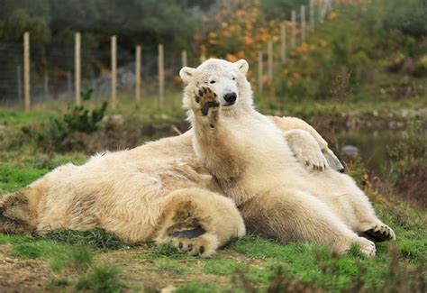 Polar Bear Breeding Plans At Highland Wildlife Park Will Have To Wait