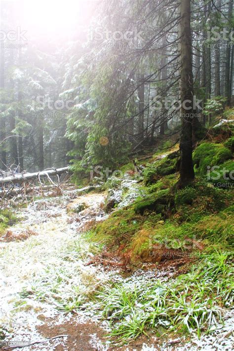 Mountain Forest In Dense Mist Evergreen Forest With Big Spruces And
