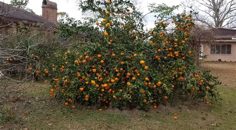 Growing Owari Satsuma mandarin indoors? - General Fruit Growing - Growing Fruit