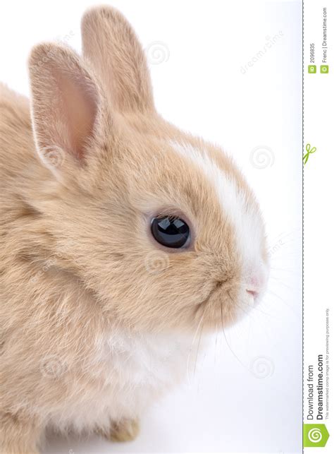 Cute Brown White Baby Rabbit Stock Image Image Of Live