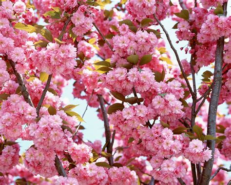Closeup Photography Of Pink Cherry Blossoms Hd Wallpaper Wallpaper Flare