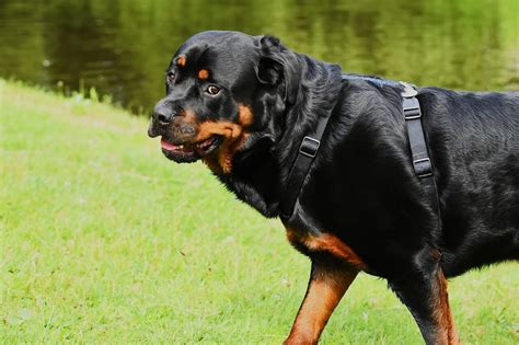 Getting To Know The German Shepherd Rottweiler Mix Petdt