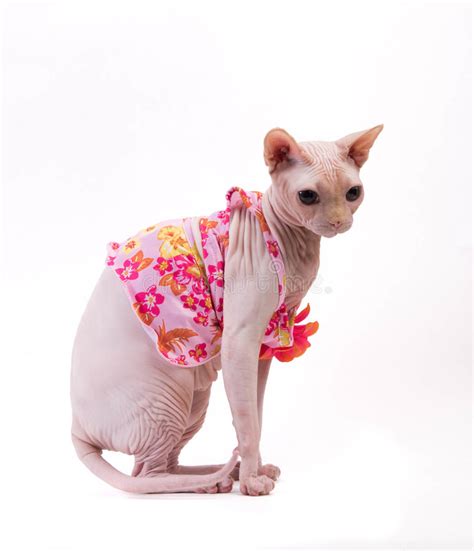 Your cat's longevity means that adopting or purchasing a the hairless cat price might seem high, but breeding healthy purebred cats is a time consuming and expensive undertaking. Sphynx Cat In Pink Dress On White Background Stock Image ...