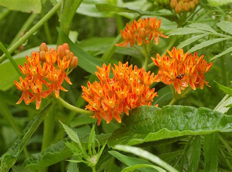 We did not find results for: Butterfly weed an orange flower for us all - Your Garden ...