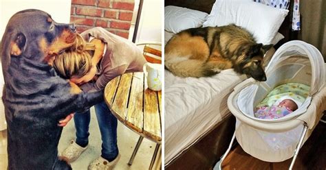 24 Heart Melting Pictures Of Dogs Who Truly Love Their Human Companions
