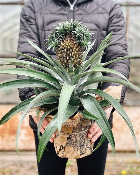 The Stunning Display Of The Pineapple Plant Article Onthursd