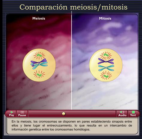 Comparación Meiosis Mitosis Recursos Educativos Digitales