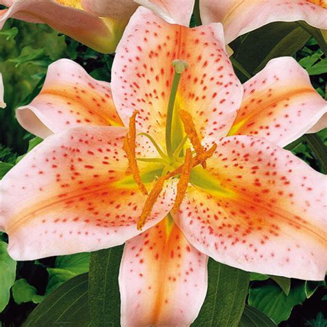 Plants For Cut Flowers And Arrangements Oriental Lily Salmon Star